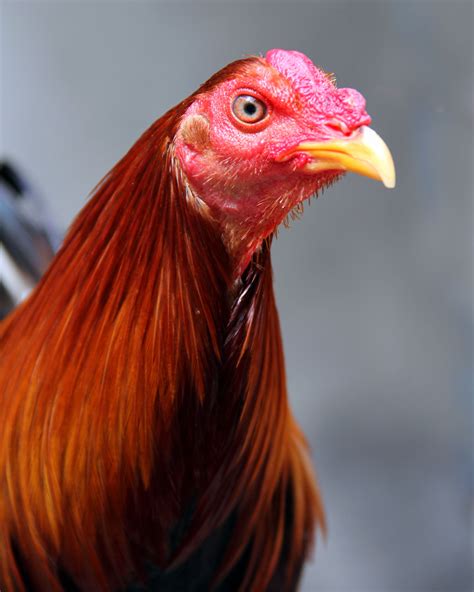 Gamefowl Feeding Program: A Comprehensive Guide .